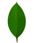 MongoDB